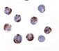 ATG16 Antibody
